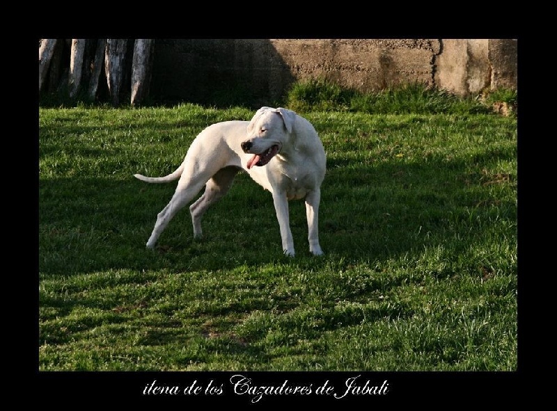 Ilena De Los Cazadores De Jabali