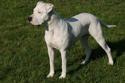 Baika
