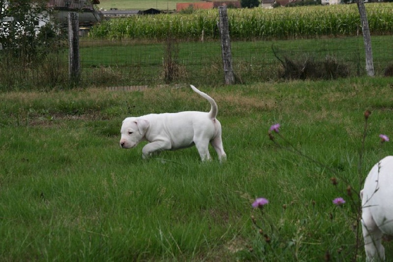 De Los Cazadores De Jabali  - Dogo Argentino - Portée née le 02/07/2015